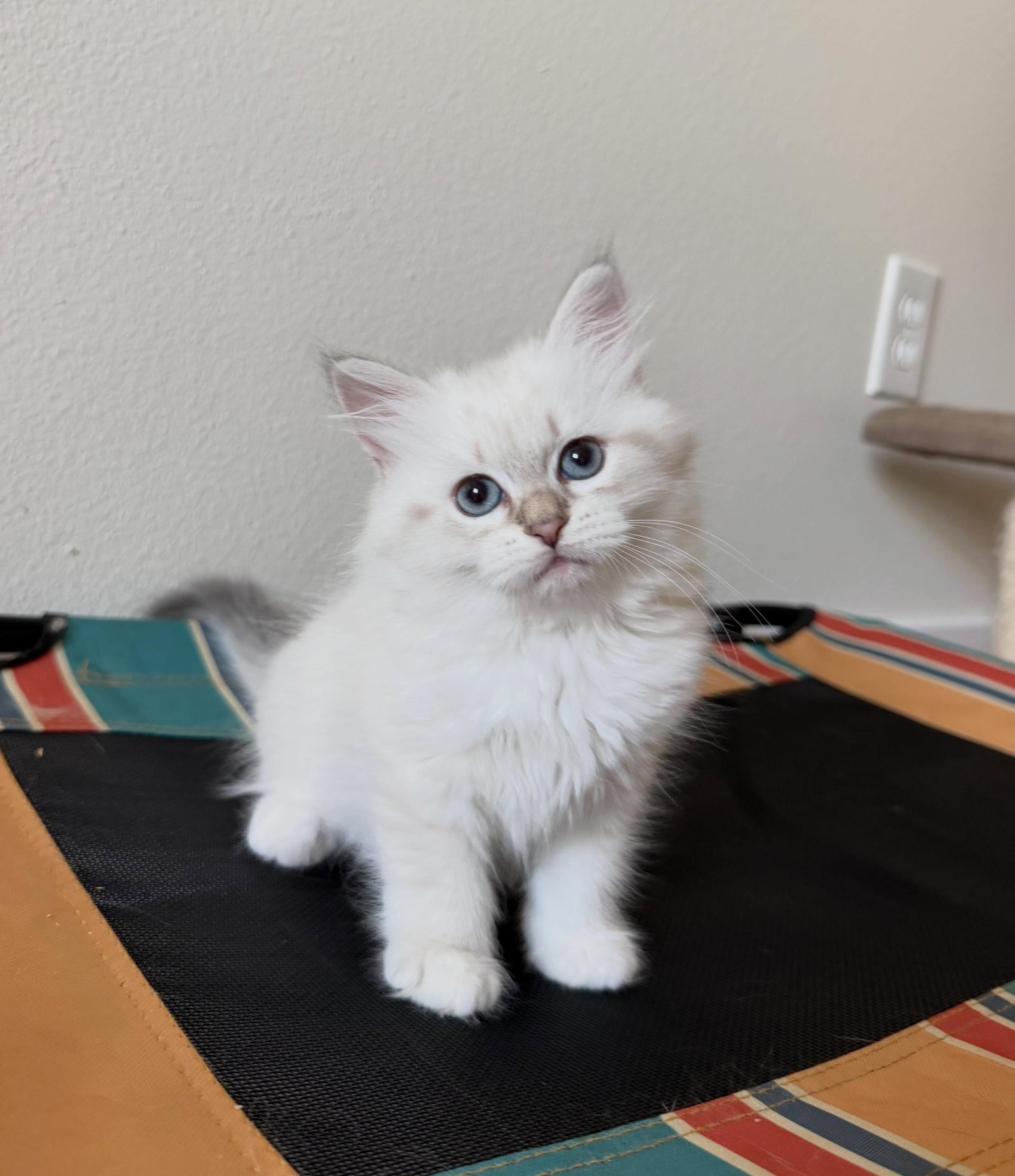 Maya, a female Siberian kitten